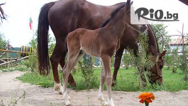 Механа и конна база Чифлика-с.Калиманци - thumb 3