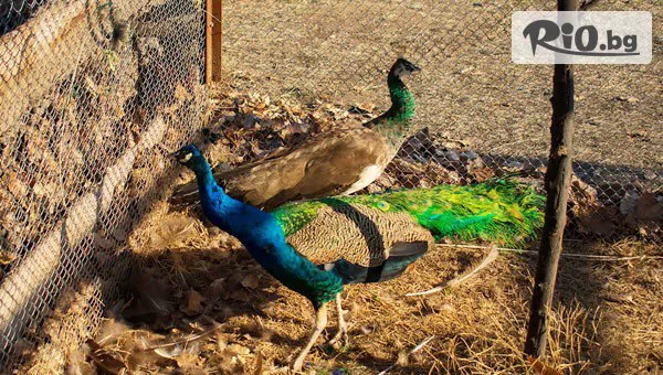 Конна база Тара - thumb 11