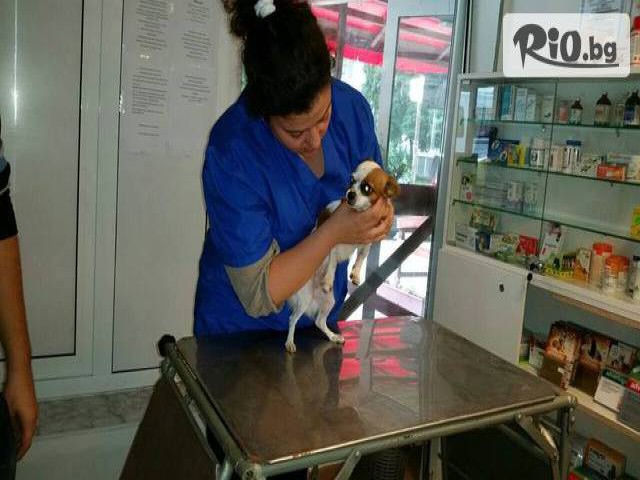 Ветеринарен кабинет и зоомагазин Ринти - thumb 1 Ветеринарен кабинет и зоомагазин Ринти - thumb 1