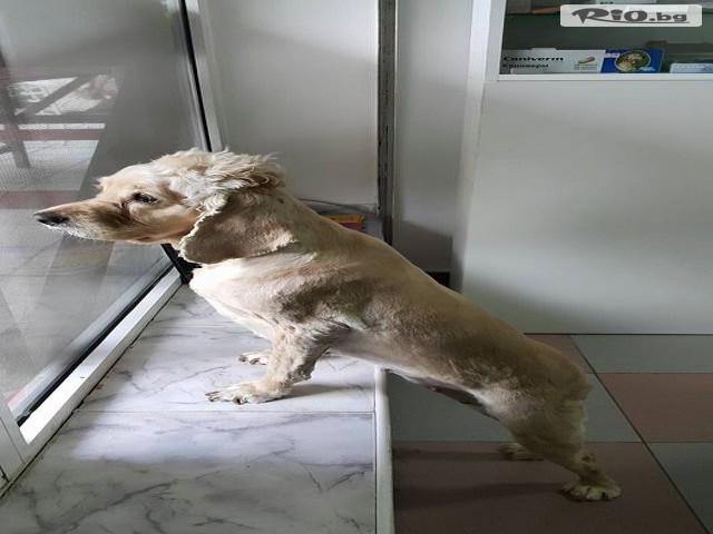 Ветеринарен кабинет и зоомагазин Ринти - thumb 7 Ветеринарен кабинет и зоомагазин Ринти - thumb 7