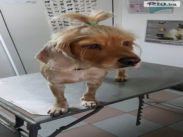 Ветеринарен кабинет и зоомагазин Ринти - thumb 8 Ветеринарен кабинет и зоомагазин Ринти - thumb 8