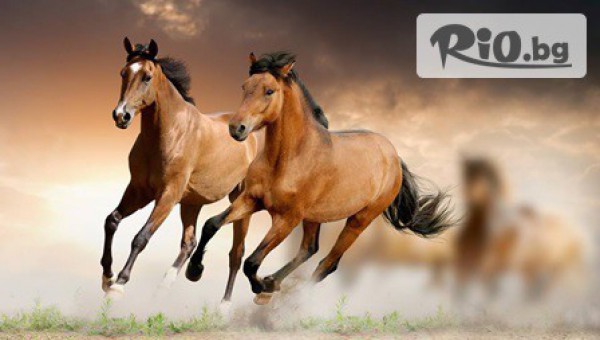 30-минутна разходка на кон в Конна база Драгалевци само за 8лв, от VitoshaFUN