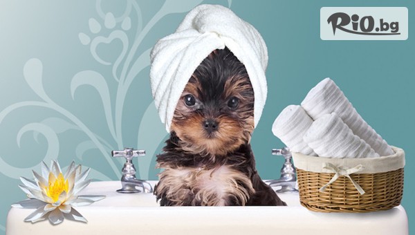 Грууминг салон SUNNY PETS - thumb 3