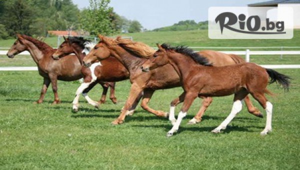 Почувствай свободата с 60-минутна конна езда с водач и разходка - за 15лв, вместо за 30лв, от Конна база Драгалевци