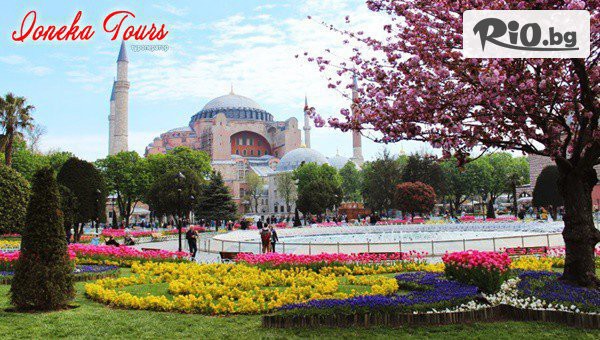 Фестивала на лалето в Истанбул #1