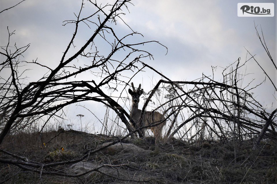 Екстрийм Девин - thumb 4 Екстрийм Девин - thumb 4