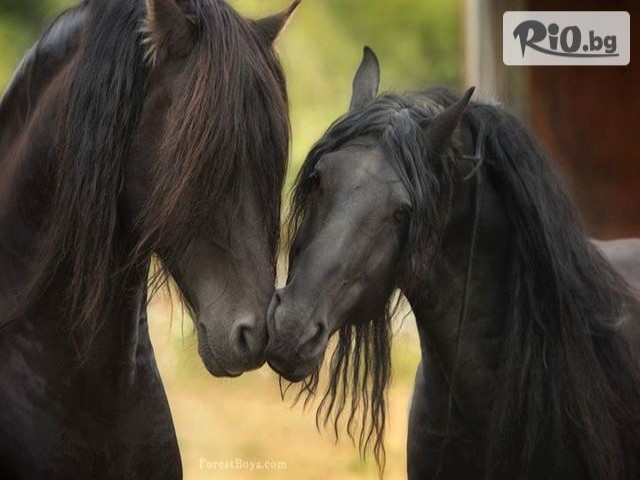 Конна база Драгалевци - thumb 1 Конна база Драгалевци - thumb 1