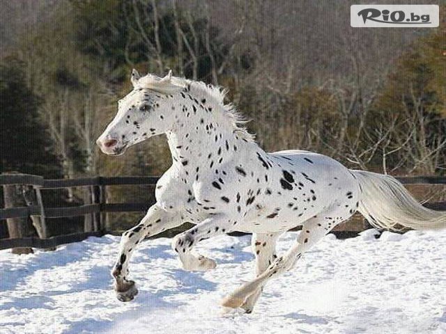 Конна база Драгалевци - thumb 2 Конна база Драгалевци - thumb 2