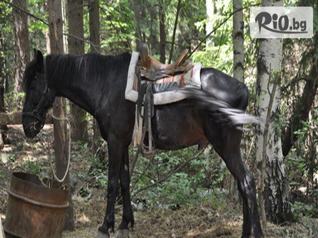 Конна база Драгалевци - thumb 4 Конна база Драгалевци - thumb 4