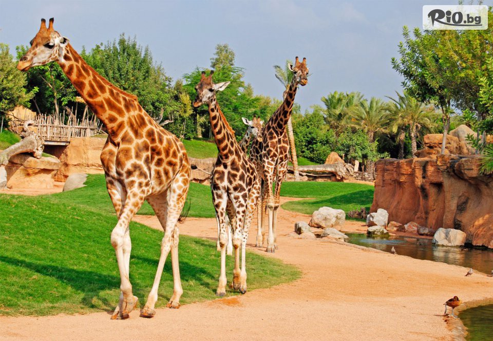 Солвекс - thumb 29 Солвекс - thumb 29