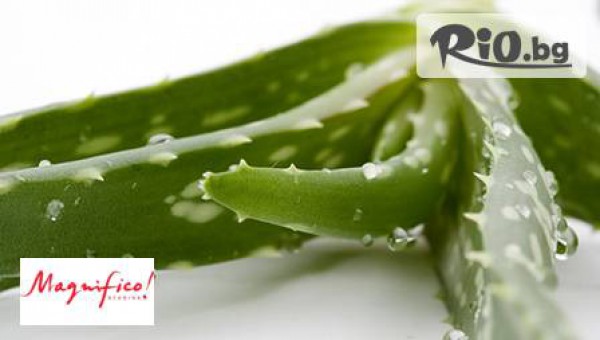 Магнифико - thumb 3