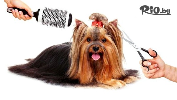 Грууминг салон SUNNY PETS - thumb 2