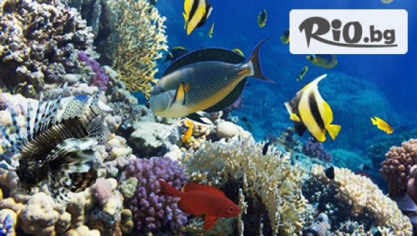 Водолазен център Due - thumb 4