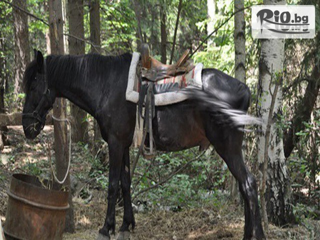 Конна база София - Юг - thumb 2 Конна база София - Юг - thumb 2