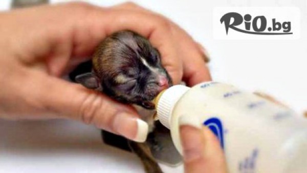 Ветеринарна клиника д-р Механджиев - thumb 6