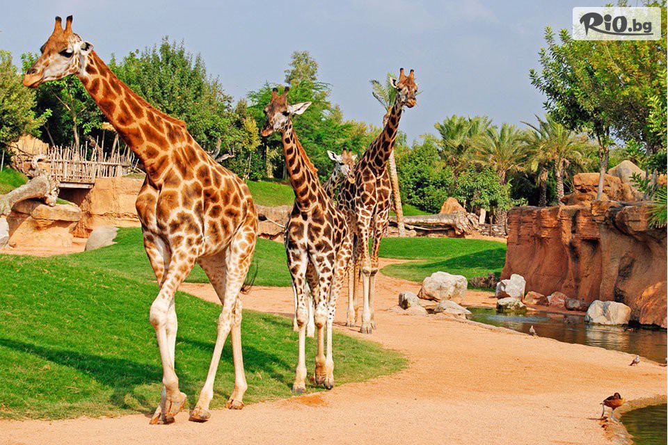 Солвекс - thumb 25 Солвекс - thumb 25