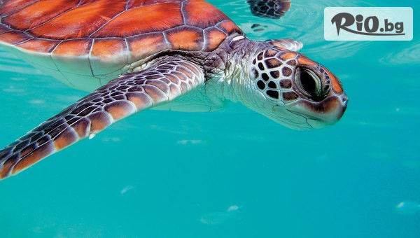 Туристическа агенция Солвекс - thumb 9