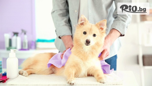 Грууминг салон SUNNY PETS - thumb 2