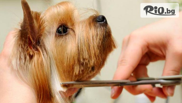 Грууминг салон SUNNY PETS - thumb 3