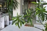 Lotos Apartments