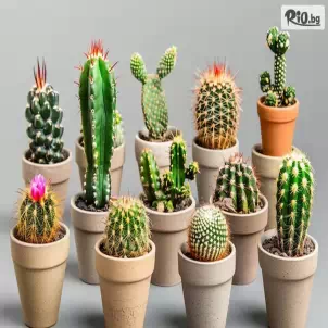 Бутикови магазини за Фрезия