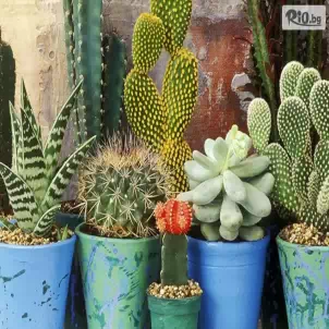 Бутикови магазини за Фрезия